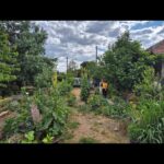 gradina